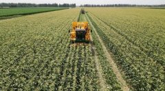 <b>颗粒归仓 甘肃农垦稳住粮食平安“压舱石”</b>